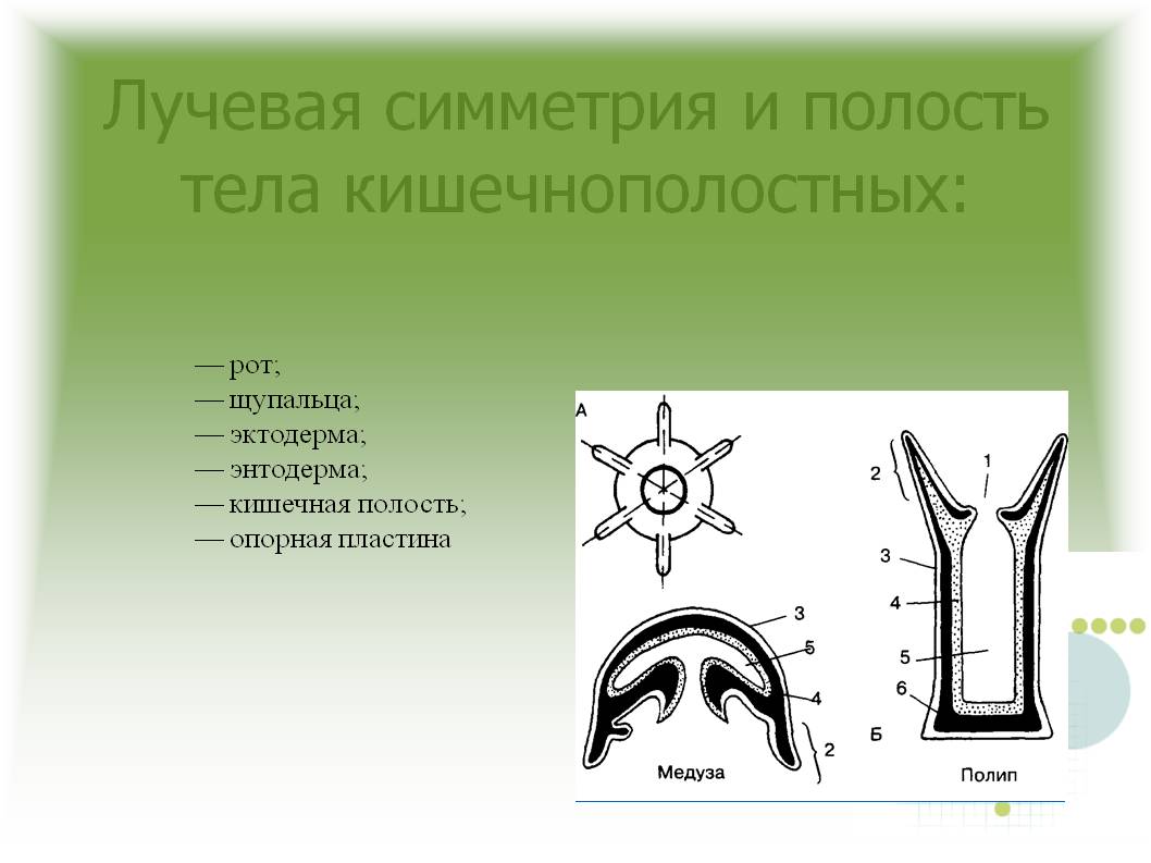 Блэкспрут ссылка тор blacksprute com