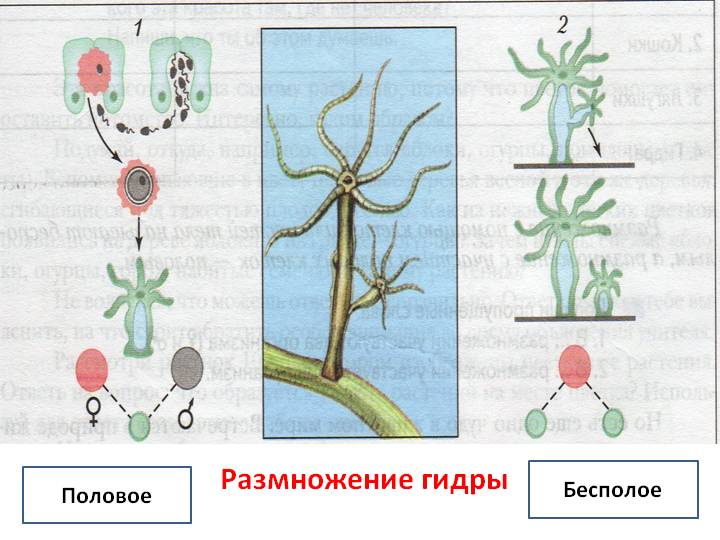 Ссылка на блэкспрут в тор torbazah